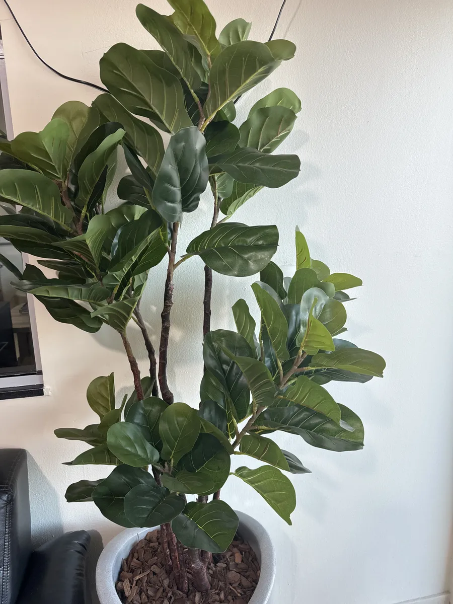 Plantas na varanda de Luiza